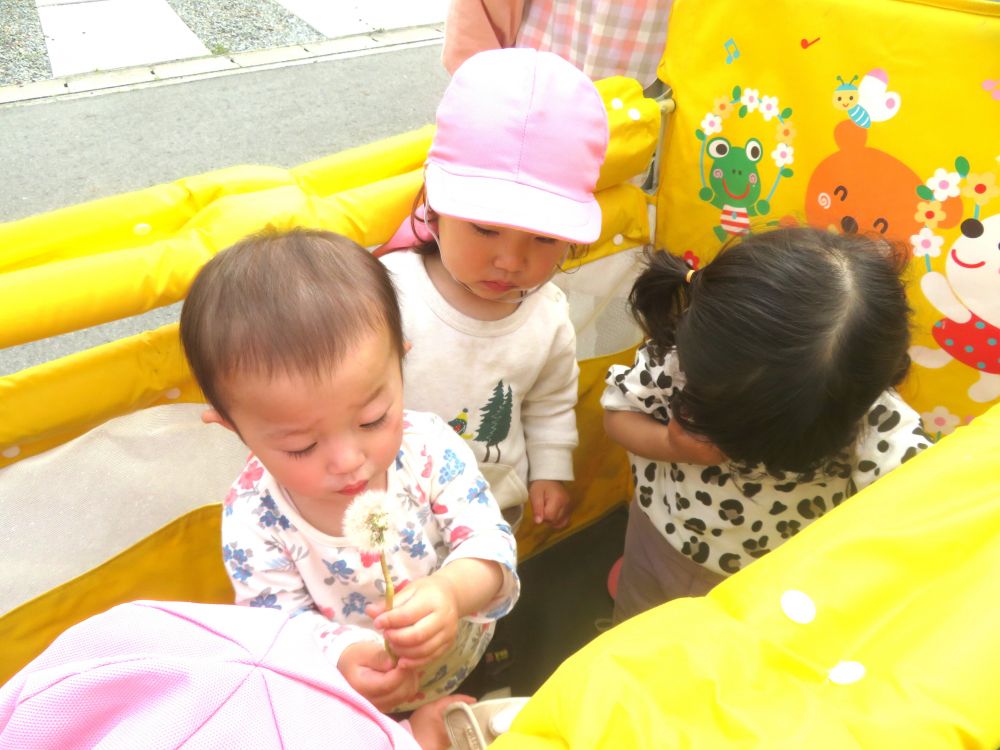 歩いているとタンポポ発見♡
先生に取ってもらって
「フー」ってしているIちゃん♡
なかなか綿毛が飛ばないから何回も挑戦♪
少しだけ飛ぶと嬉しそうにしていました！

春の自然を思い切り感じた散歩でした♪
また散歩に行こうね♡
