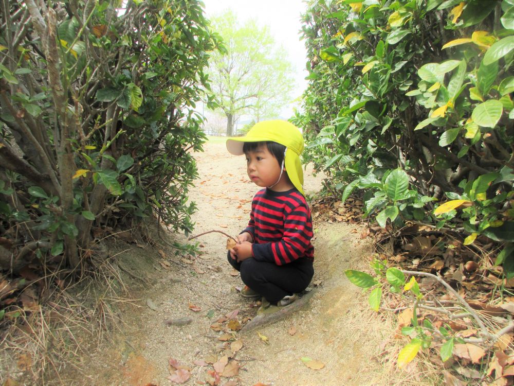 「せんせーい！！」とどこからか呼ぶ声が！
声のする方へ近づいてみると、植木の隙間でなにやらいい物を見つけたS君

「むしおったよ！」と嬉しそうに教えてくれました！
直接触るのはちょっぴりドキドキ　そこで木の棒を使って、
そーと捕まえようと挑戦していました！