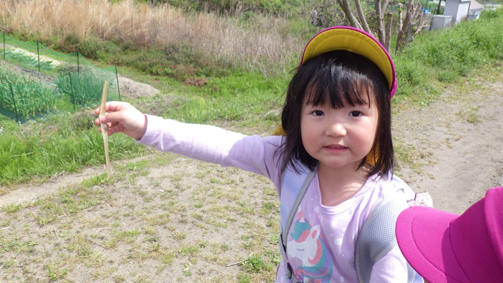 たんぽぽを「ふー」と吹いた後に残った茎をきれいに開いたNちゃん
「見てーツルツルしてるー」
茎の中を触ってびっくり！
新たな発見ができました♡


