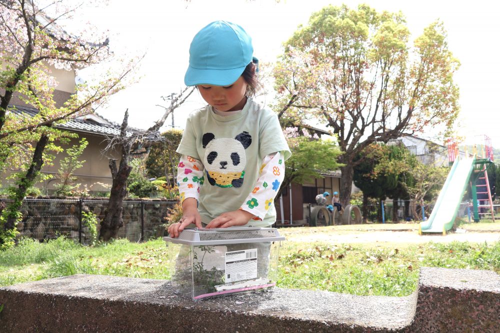 「アブラムシも入れて…」
「よし！！おっけい！！」
しっかり蓋を締めたのを確認するFちゃん

種類の違うテントウムシを見つけたり
何を食べるのか知り、飼育してみようとしたり
「卵産んどる！！」　「飛んだ！！」
日々観察を楽しんでいます♡