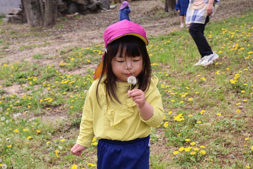 「みて！たんぽぽ！」
Ｙちゃんの手には大きなたんぽぽが💛
あれ？難しい…
と言いながらも吹き続ける🌪️

少しずつ綿毛がなくなると
「Yちゃんもう１回とってくる！」
辺りを見渡し、綿毛のたんぽぽど～こだ？
春探しを楽しんでいました！✨