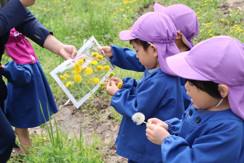散歩バックがどんどん黄色に🪄♡
「ママにたんぽぽ見せたい！」
「ここに貼る！」「スモックにつける！」
「もんでんに持って帰る！」など・・・
それぞれのワクワクが詰まったたんぽぽ💫💕

次は、何を探しに行こうかな？