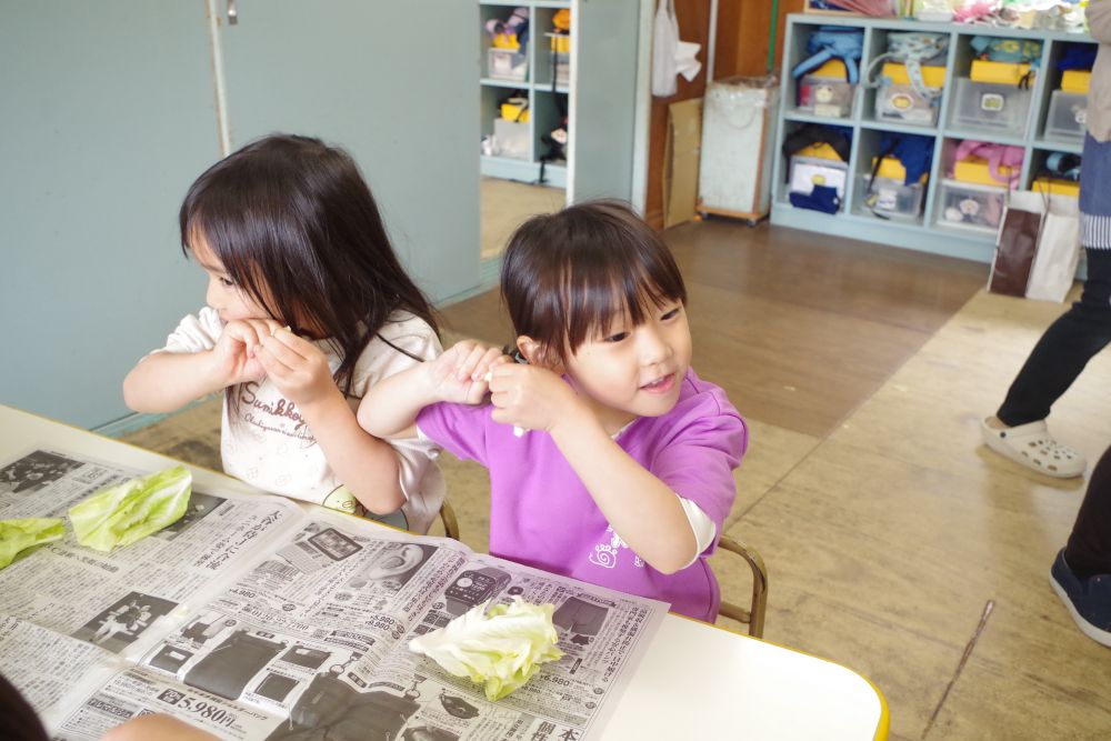 まずは、春キャベツから☺
葉っぱをちぎってみると・・・

「パリパリっておとがする！」
キャベツの音を発見したＳちゃんとＨちゃん
近くにいた友達も、真似をして音を確かめる！
春キャベツはフワフワと柔らかい葉っぱでした♪
