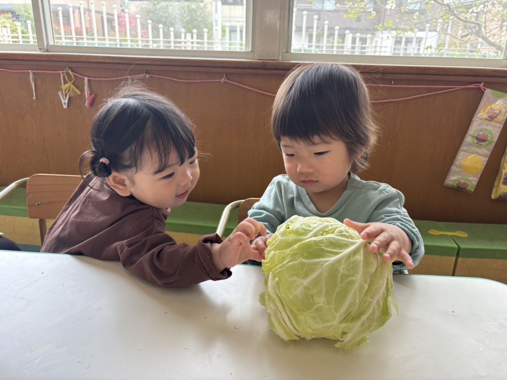 今月の食育は
｢春キャベツ｣と「タケノコ」でした。

友達といっしょにキャベツを指でツンツン！！
