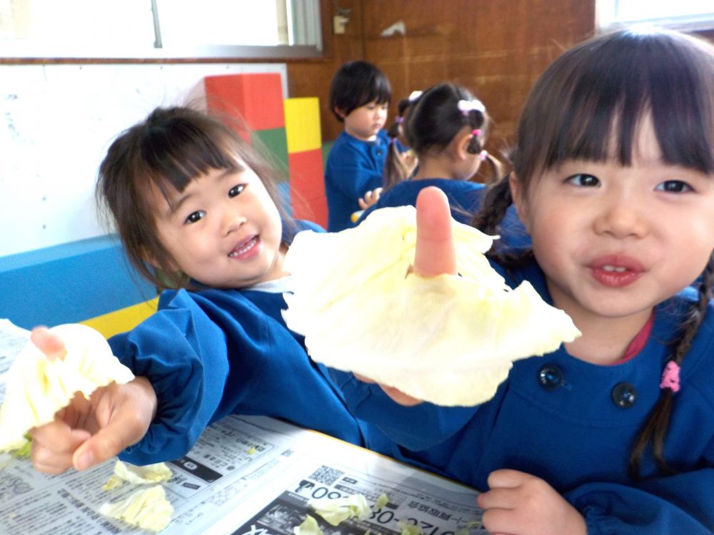 リス組さんもゾウ組さんも春きゃべつをビリビリ・・・
手指を上手に使ってビリビリ・・・

「せんせーなんかポキッて音がしたー」
耳を澄ませながらきゃべつをびりびり（笑）

「みてー指が出てきたよ～！！」
「おもしろ～い♪」

きゃべつの匂いや音や手の感触などいろんな春を感じることができました！
甘くておいしい春きゃべつ、ぜひ見つけたらご家庭でも春を楽しみたいですね♡