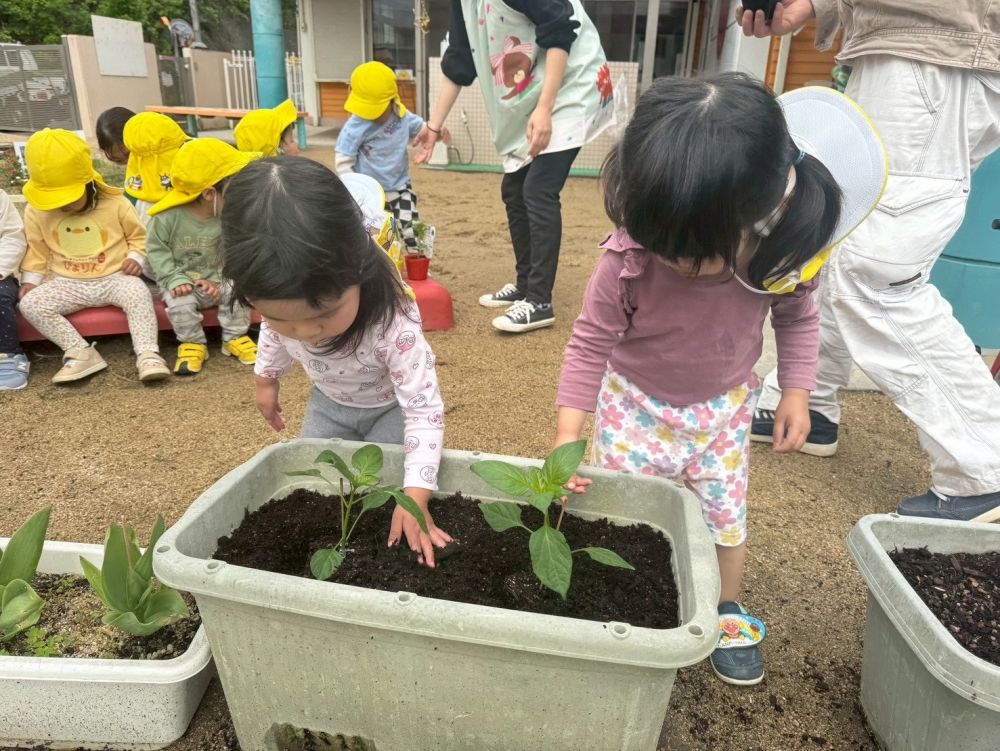 松浦先生が置いてくれた上に、
お砂のお布団をかけていきます♡

「おおきくな〜れ」
と声をかける姿も見られました😊