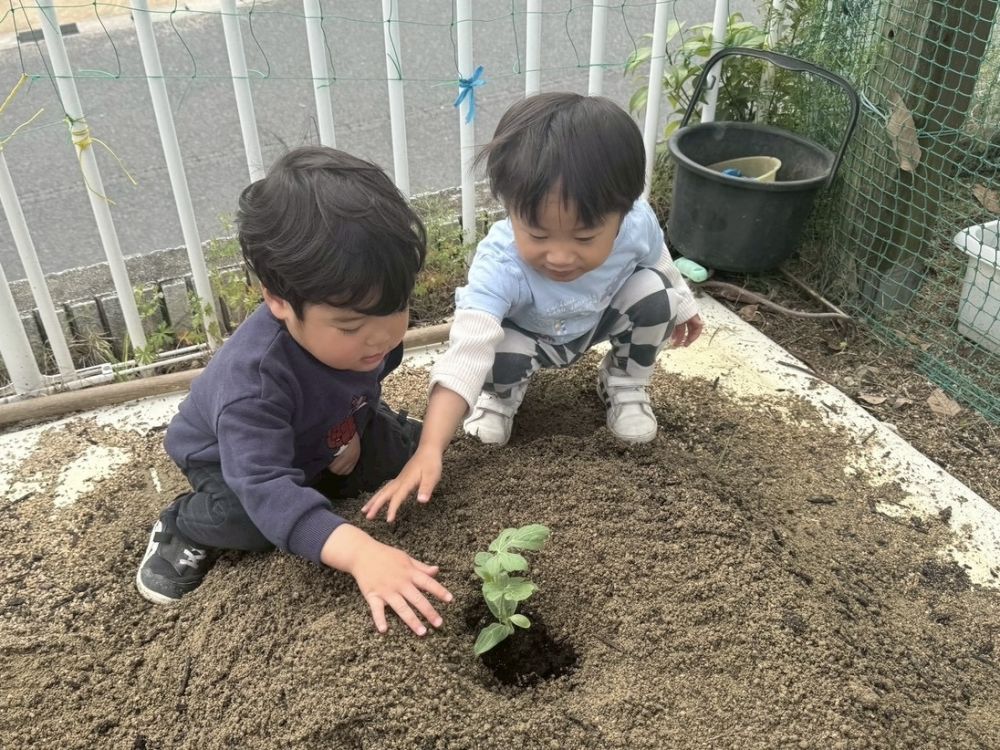 昨年のクマ組さんが植えたじゃがいもも含め、

観察をしたり…
水やりをしたり…

大切に育てていきたいと思います♡