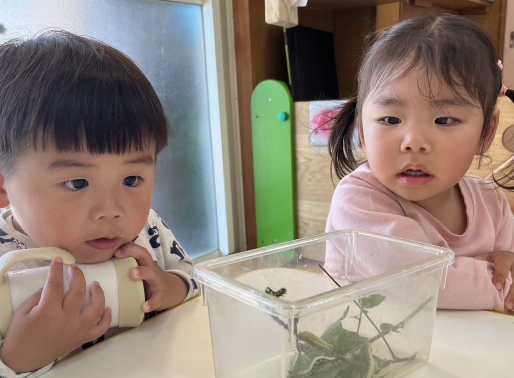 保育園に帰ってきて見つけた、
《かたつむり》
《しゃくとりむし》
を、じっくり観察しました🔎✨️
