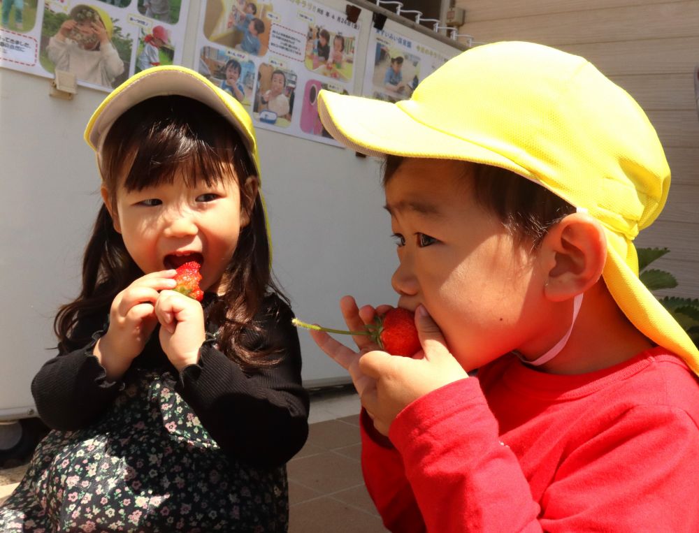 その場で採って、洗ってパクリ！！
いつもとちょっぴり違う特別なイチゴ🍓