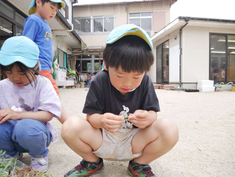 それを見て、「俺も！！私も！！」と
みんなで豆笛作り🍃
「帰ってからもする！！」
「これは？大きい？」
大きさや太さを見極めながら
持ち帰った豆笛を一生懸命作るKくん