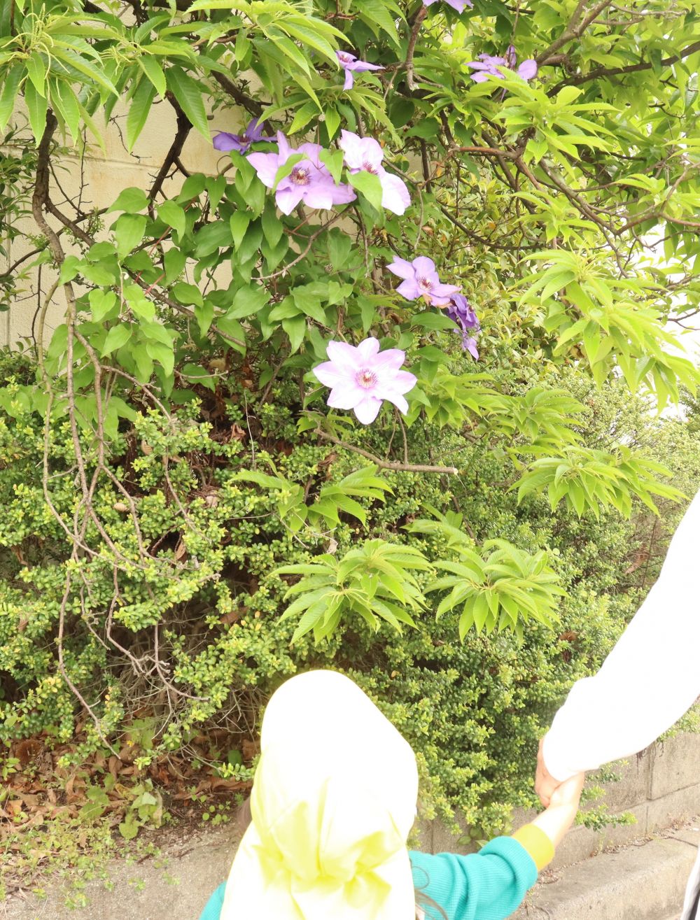 企業さんをまわりながら、季節も感じ・・・
大きくて素敵なお花🌸
調べてみると、「クレマチス」だそうです。