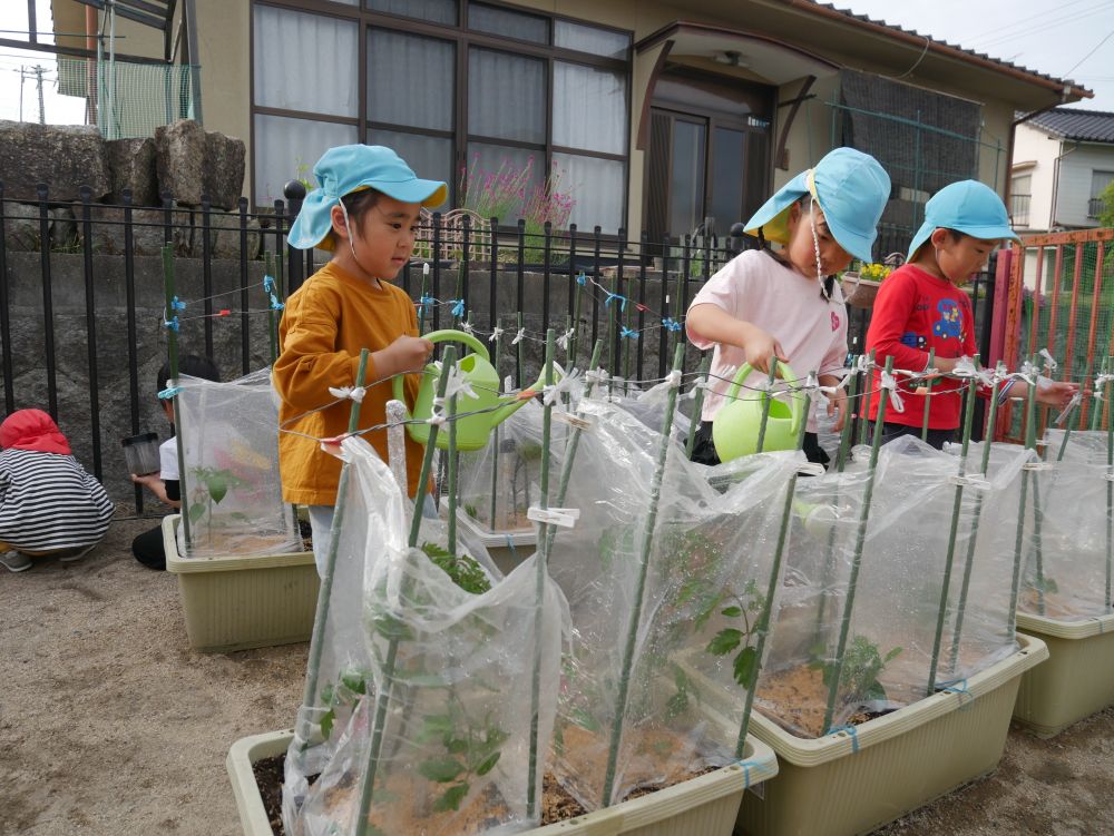 四月末に植えた夏野菜🌽
そこから雨も多く
「水あげる？」　「雨降ったけいらん？」
と気にかけていたみんな

給食先生に聞きに行くと
「土が湿っていたら大丈夫だよ」
と教えてもらい手で触って確認…
