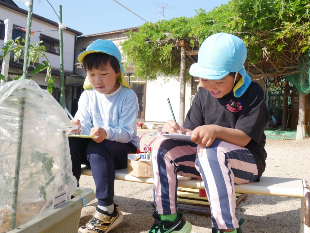 連休明けも思い出したように
走って夏野菜に水をあげに行くみんな

すると…
「トマト🍅に花が咲いてる！！」
「ピーマン小さい実が出来てる♪」
とKくんとAくん
「これな何色だ？」
「お花は黄色じゃん！！」
会話を楽しみながら
観察カードを描いていました♡