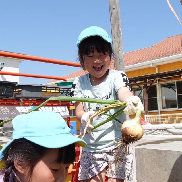 ＊　５歳児　玉ねぎ収穫　＊