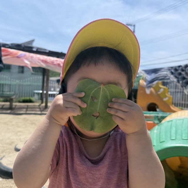 柏の葉っぱで遊んだよ      ～1歳児   ヒヨコ組～