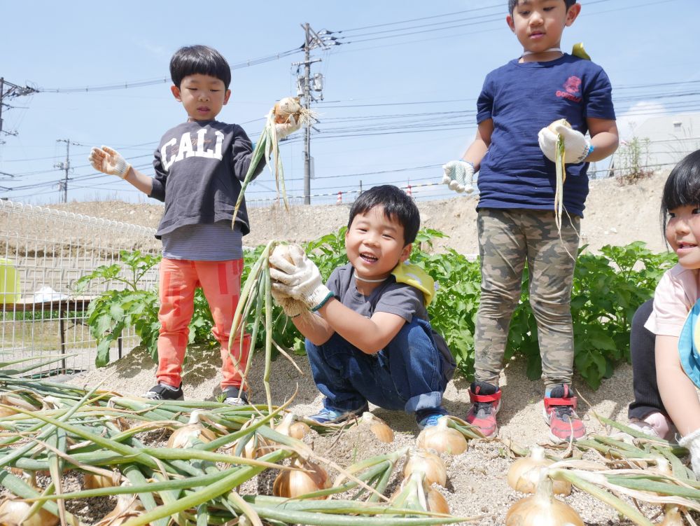 ゾウ組さんの時に植えたたまねぎ
散歩の帰りに覗くと…
「めっちゃできとる！！！」
収穫を楽しみにしていました


「かったーい…」
根もしっかりはっていて
なかなか掘っても抜けません

土を掘っては全身を使って引っ張る！！
ぐるぐるねじりながらついに…
「とれたー♡」　とこの笑顔😋
