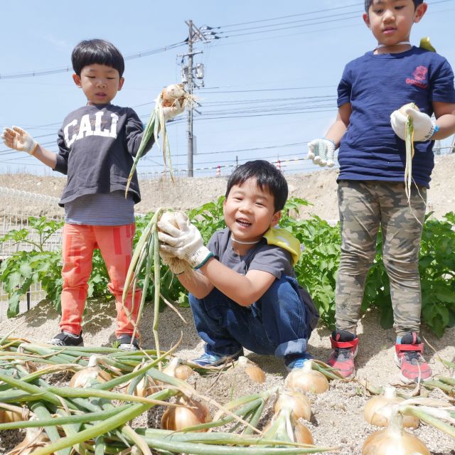 たまねぎの収穫　＊５歳児＊