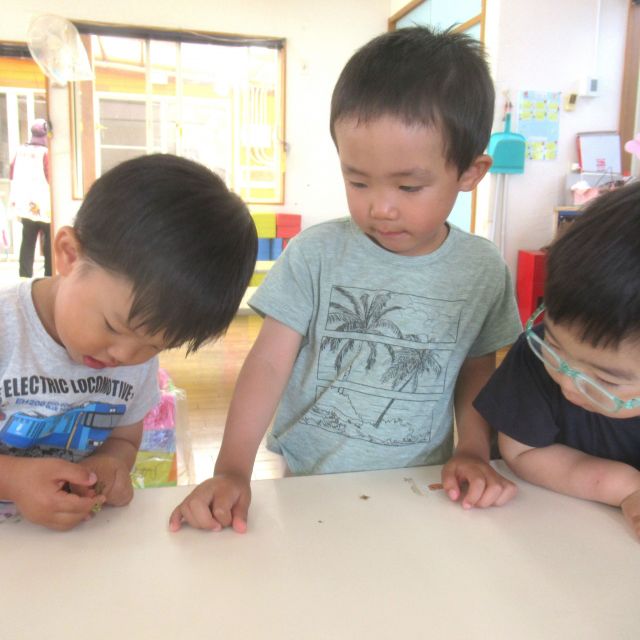 ＊　２・３歳児　ツマグロヒョウモンの変身！　＊