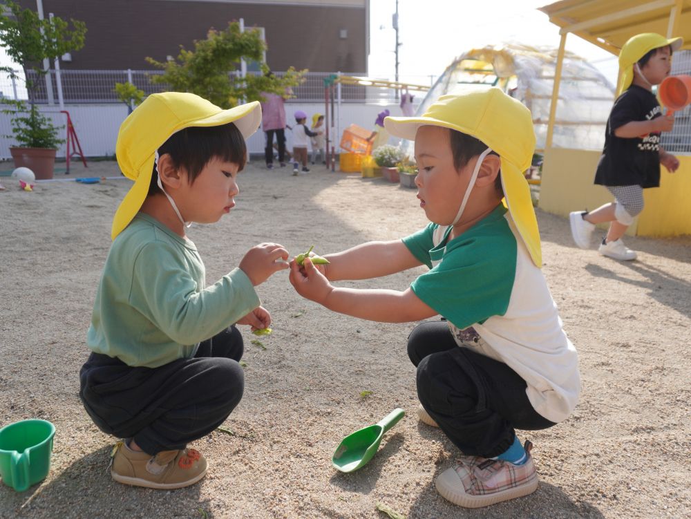 友達のやっていることに興味をもち
やってみたり　共有したりして
遊びの幅がどんどん広がっています♡



草花や豆などの自然物にも興味をもっているクマ組さん♡
「みてー！豆あったあ！！」
「ほんとだー見せて～」
「やりたい～」
豆を見つけて皮むき♡