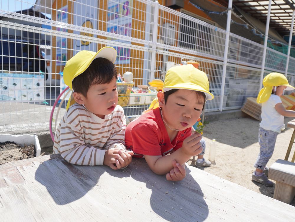 「何してるの？」
「ふーって！」
「やりたいー！」
たんぽぽの綿毛を見つけて飛ばす♡
