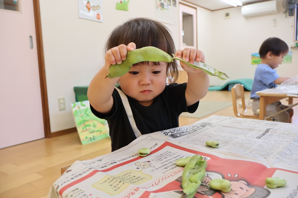 食育でそら豆を触ってみました☆
「なんだろう・・・？」
「どんな匂いがするかな？」
「どうやって剥くのかな？」
興味津々なクマ・ヒヨコ組さん

真剣な表情で皮を剥いている、Ｔくん！
パリパリと面白い音がするね♪

