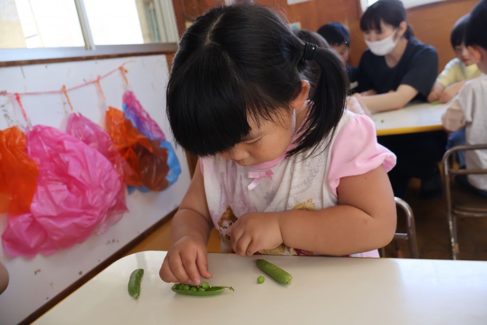 そら豆の後はグリンピースの皮むきに挑戦😌🎼
皮を剥いてみると、そら豆よりも小さくて、コロコロ転がっていくグリンピースに焦る様子も・・・🌫️
落とさないように！慎重に！

