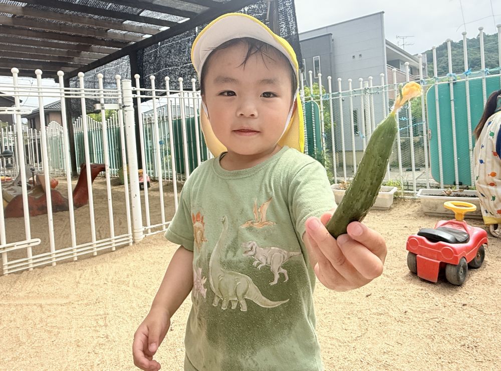 夏野菜を植えてから、
毎日観察したり、お水をあげたり…🔍
きゅうりの花が咲き始めて、
実もたくさんなりはじめました✨

大きなきゅうりにする為に、
小さめのきゅうりを切って収穫しました！

小さくても立派なきゅうり🥒✌️
