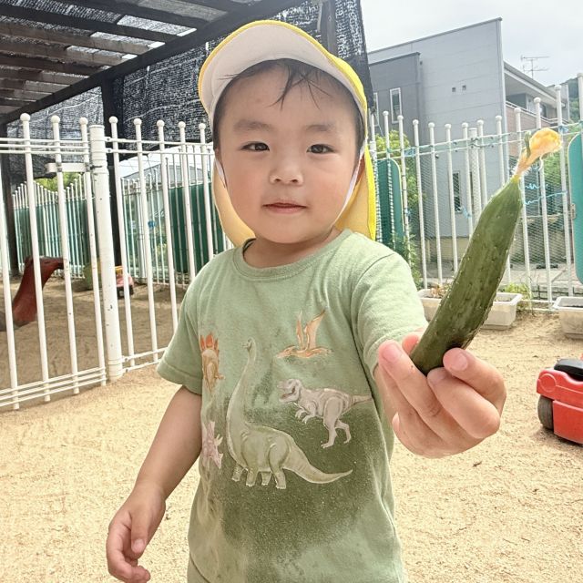 夏野菜お世話中🥒 　〜2歳児　クマ組〜
