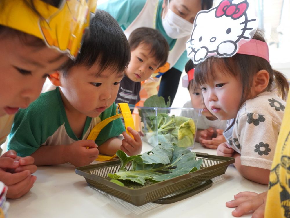 モンシロチョウのあおむしを観察し
思ったことや感じたことを伝え合う♡



「葉っぱ穴がいっぱいじゃね～」
「食べてるんよ」
「はらぺこあおむし！」
「ウンチもいっぱーい！」
動きや様子をじーっと観察♡