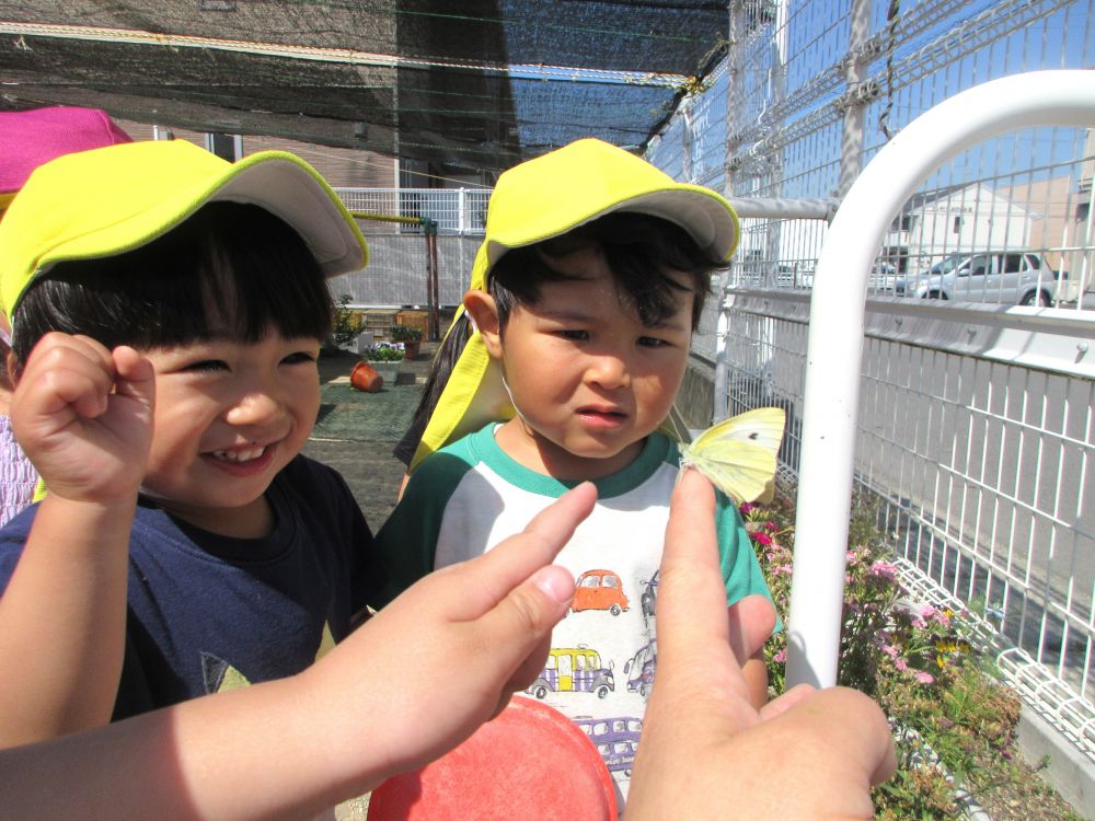 さなぎが蝶に大変身☆
「蝶々だあ！！」
「飛ぶかな…？」
触ってみたい！
ちょっぴり怖い・・・
虫の成長を間近で見て　感じて　触れる経験をたくさんしていきたいです♡