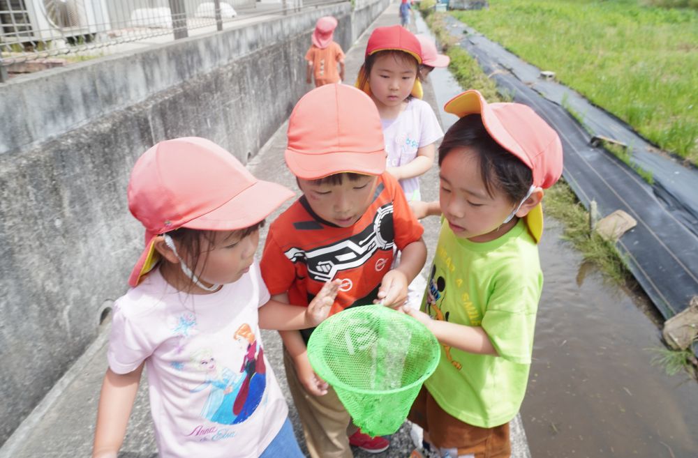 生き物を見つけた後は
近くで見てみたい！！
網を順番交代で使いながら挑戦☆

すくって網の中を見てみると・・・
「おるおる！」
「何が！？」
「エビ！！」
「見せて～」
自分たちの力でキャッチできたことの喜びや
近くで見ることのできた嬉しさを共有していました♡