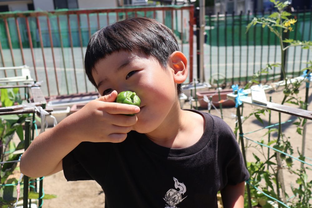 ついに…今年初めてのピーマンを収穫⭐
毎日水をあげ　「まだー？いつ？」
と気にかけていたKくん
今日お母さんと収穫できました♡
自分たちで育てたピーマンはきっと
いつも以上においしいね😊
