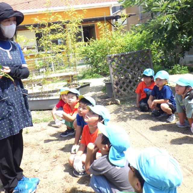 ＊　5歳児　サツマイモの苗を植えたよ　＊