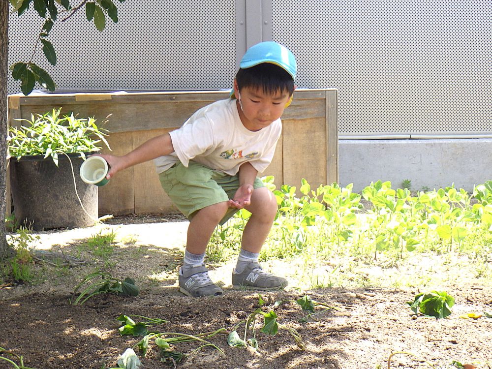 植え終わったら・・・
みんな大好き水やりの時間♪

ジョウロで水やりをする中・・
ジョウロ以外の方法も考えたY君
コップに決まりました！
たくさんの苗に水が行き渡るよう腕を大きく振る姿がみられました！