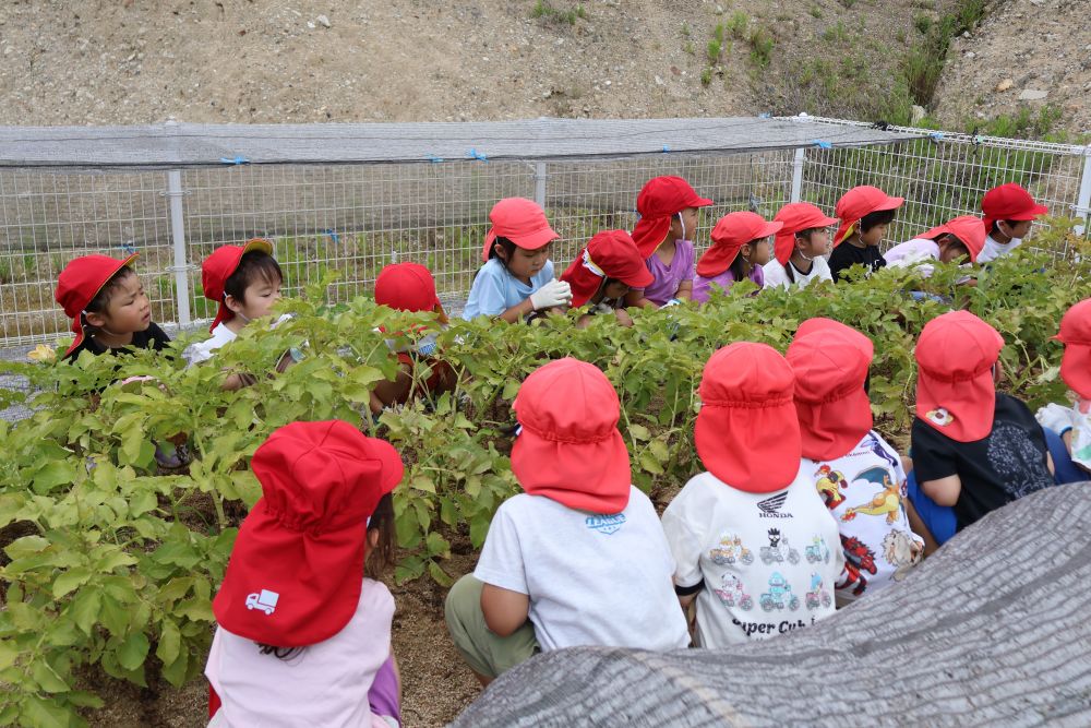 
リス組の時に植えたじゃがいもの苗
日の光をたくさん浴びて
立派に生長しました🥔

さあ、ゾウ組さんにとって
初めての収穫！

「じゃがいもだったっけ？」
「さつまいもだったっけ？」
「じゃがいもよ🥔」

そんなかわいい会話を弾ませながら
軍手を付けて準備ばっちりのゾウ組さん！
収穫開始✨

