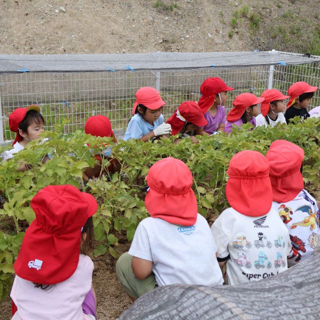じゃがいも収穫🥔　＊４歳児＊