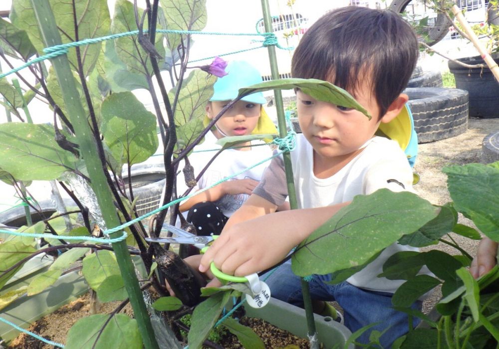 4月から園庭で6種類の夏野菜を育てているキリン組さん。
きゅうりに続き、収穫の始まった“なす”
次々と花が咲き、その後にはつやつやの実が・・・♡

今日も一本収穫です♪