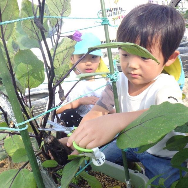 ＊　夏野菜を味わう　（ゆめはうす認定こども園）　＊