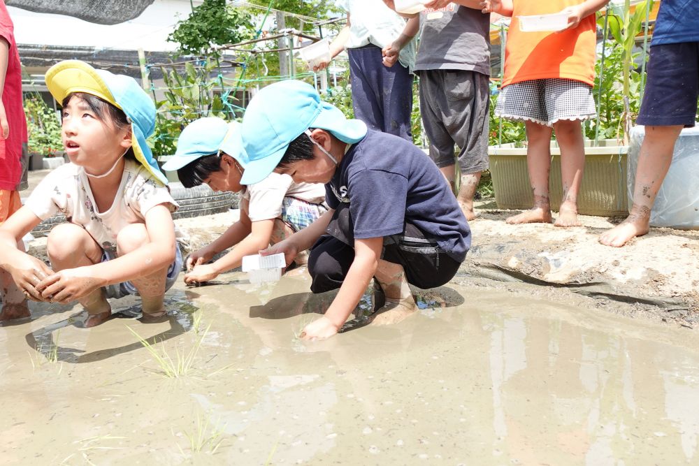 泥の感触を全身で味わう
五感を通じた自然との触れ合い♡
裸足で田んぼへ入り、
冷たさや泥の感触を楽しみながら
お米がどのように育つのかを学びます♡

田植えの仕方を教えてもらって
さぁ！！やってみよう！！

泥に足を取られながら
植えていきます♪
