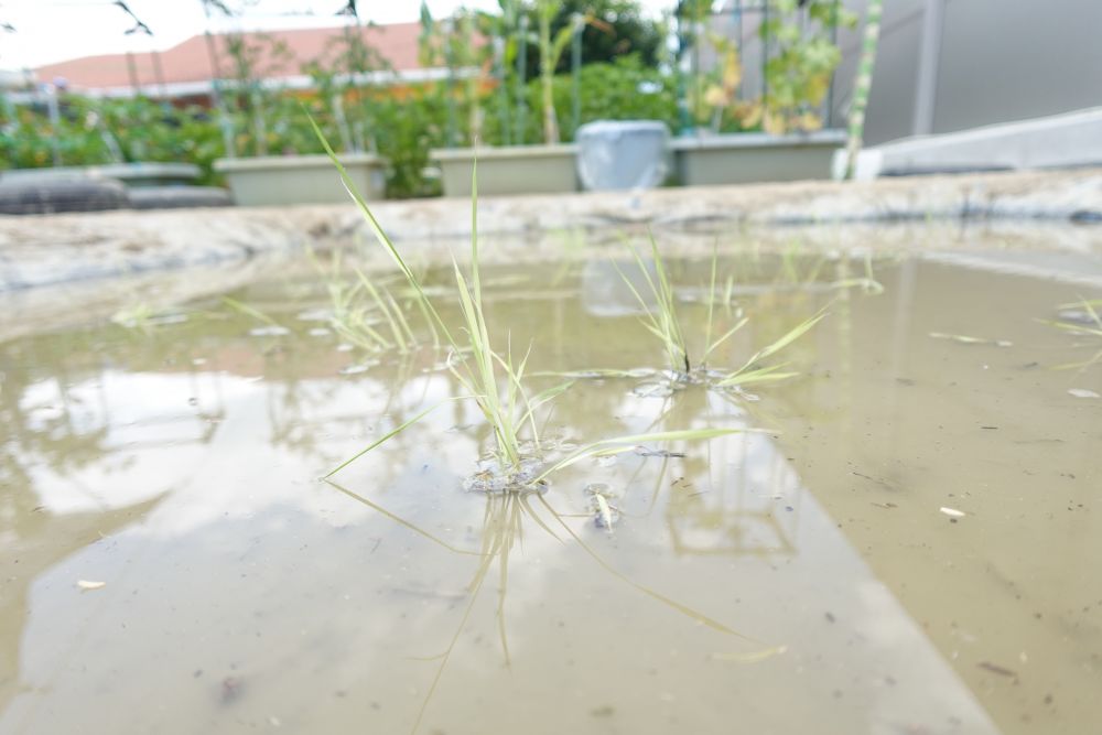 今日植えた苗は
まだまだ小さく、
弱々しくも見えますが、、、
これからどのように成長していくのか
楽しみながら
育てていきたいと思います！！
