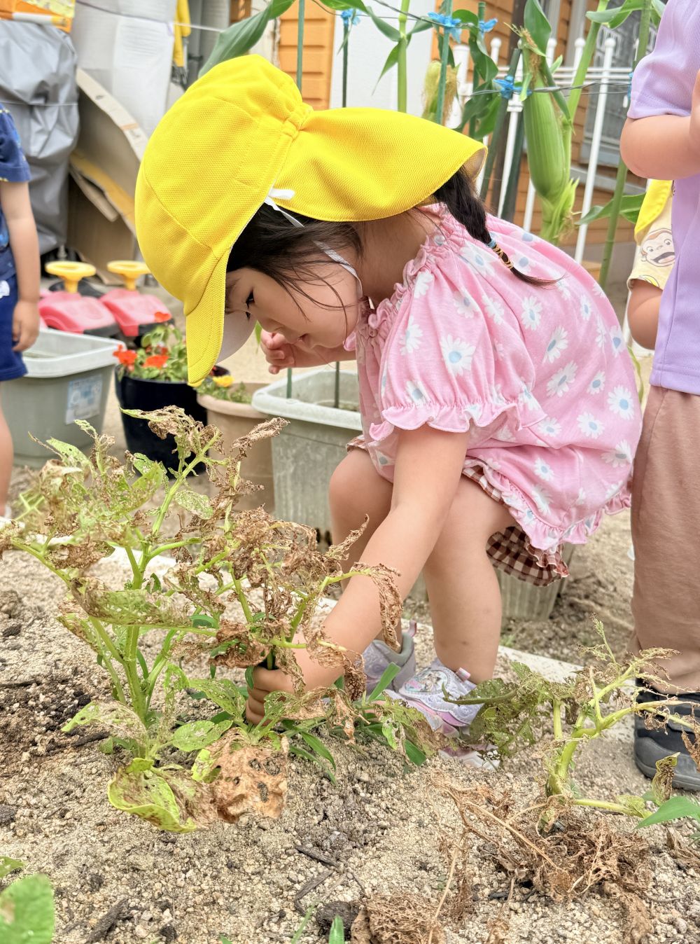 今のリス組さん達が、
クマ組さんの時に植えてくれたじゃがいも！！

本日収穫しました💕

「うんとこしょー！」と、引っ張って…