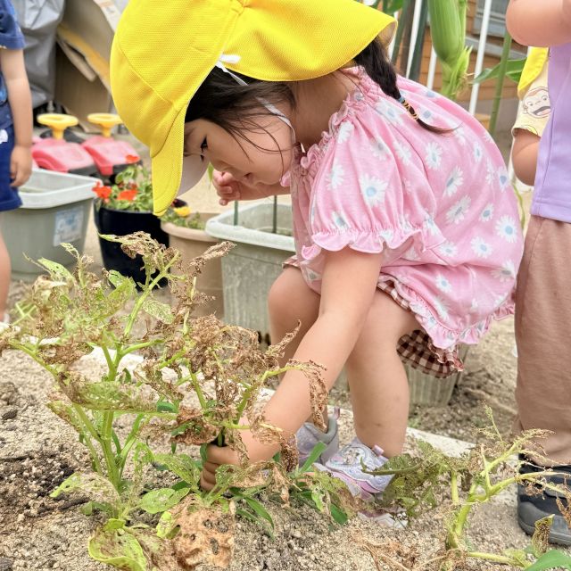 じゃがいも収穫🥔　 ～2歳児　 クマ組～