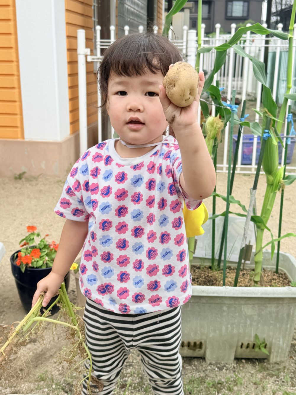 小さいじゃがいもから、
こんな大きなじゃがいもまで👏🥔

