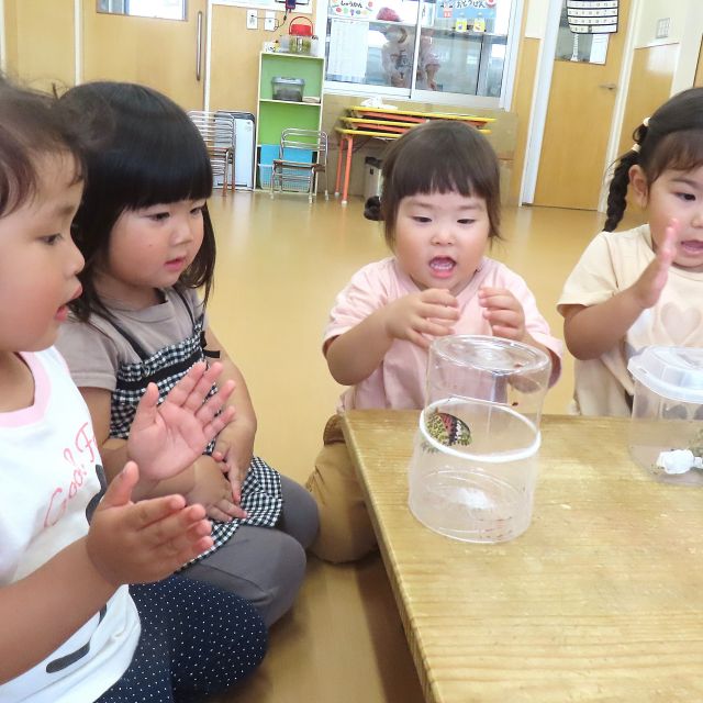 ツマグロヒョウモン