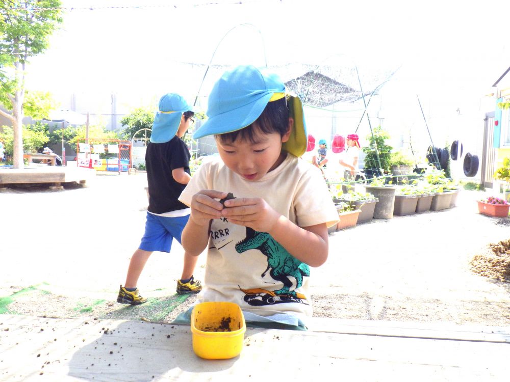 ごちそう作りにはまっているキリン組
砂や水・花・葉っぱを使って日々遊んでいます♡
そこに、田んぼの土が登場！
砂とは違う感触を楽しみました！



「かたい！」
いつもと違う感触に驚いたＹくん！
指先を細かく動かして丸くしたり四角にしたりと
様々な形に変えることを楽しみました！

