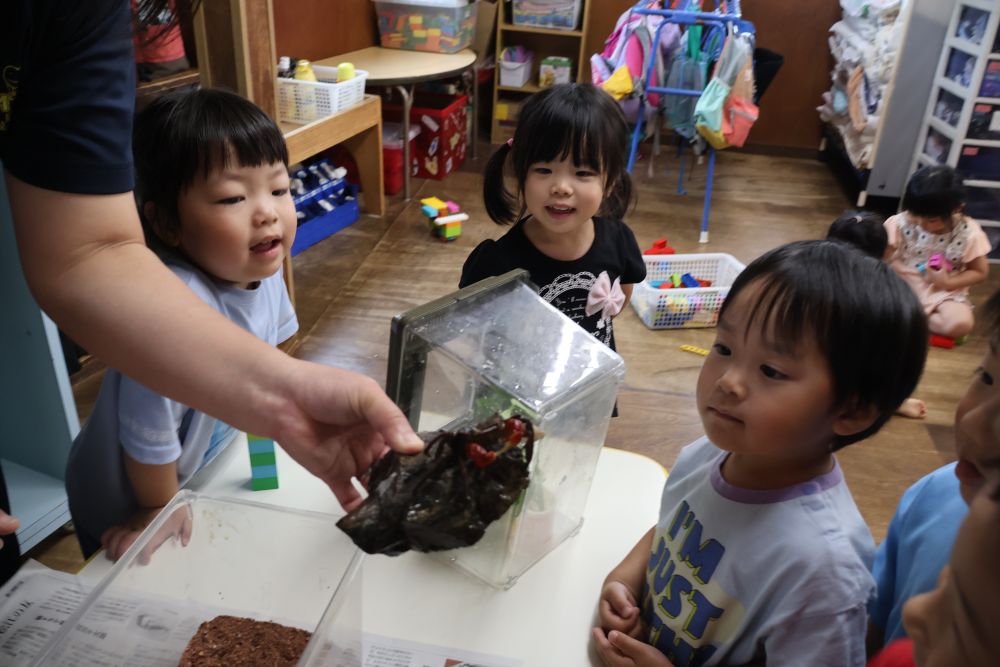 チョキチョキカニさん。

「カニさんはこの爪でご飯を食べるんだって。みんなの手と一緒だね。爪がカニさんの手なんだね」
手（爪）が赤いから【赤手が二】

「ザリガニみたいじゃね」
「爪、おおきいね～」
「ご飯はなに食べるん？」　いろいろな声が聞こえてきます。
触ってみたいけど…さすがにやめておきました(-_-;)


