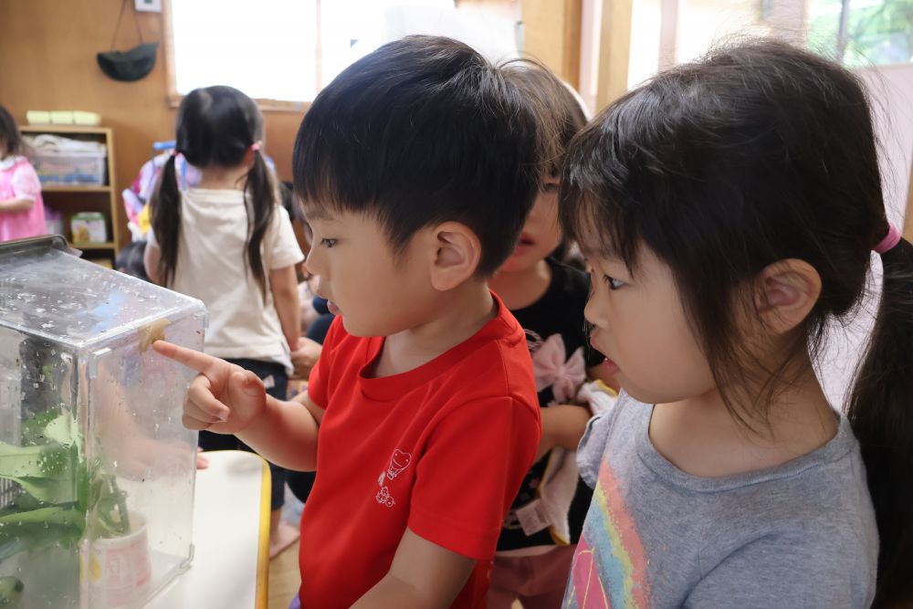 仲間が増えたカタツムリハウス。
いつも餌がなくなっているといち早く気づいて教えてくれるYくん。
今回はOちゃんと一緒に
「みて！　つのがのびたよ！　目かな？」
そんな可愛い声が聞こえてきます。

生き物には命があります。お腹も空きます。きれいなお家に住みたいです。
一緒にお世話をしながら、命の大切さも伝えていきたいと思います。