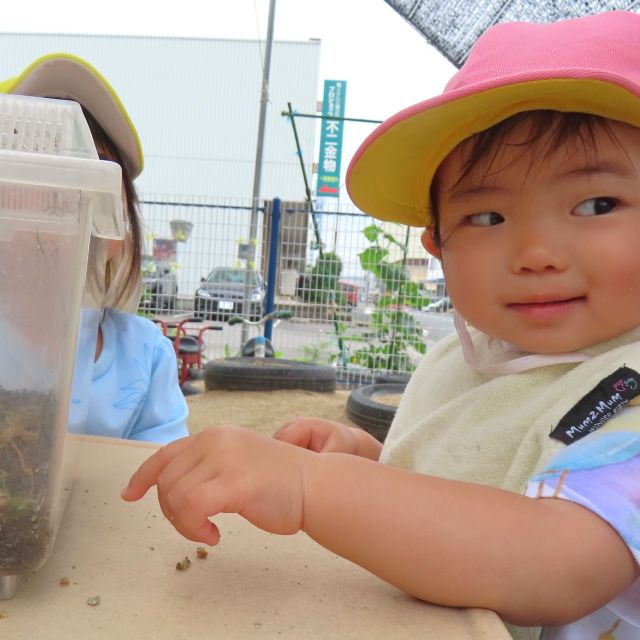 身近な虫さん達