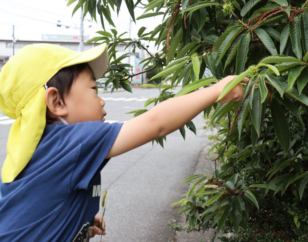 帰り道、
栗の赤ちゃん　み～つけた👀