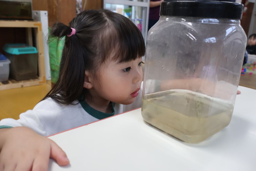 見つけたおたまじゃくしはリス組さんへご招待♪
新しい生き物の仲間が増えました！
ジーっと観察するAちゃん👀✨
小さなおたまじゃくしを目で追っていました！
「かえるさんになるのかな～」と少し不思議な様子。
どう変化していくのかみんなで見守っていこうね☆
梅雨時期ならではの生き物たち!
また会えるかな☺